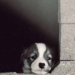 Meet your Posher, Tran